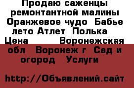 Продаю саженцы ремонтантной малины Оранжевое чудо, Бабье лето Атлет, Полька. › Цена ­ 130 - Воронежская обл., Воронеж г. Сад и огород » Услуги   